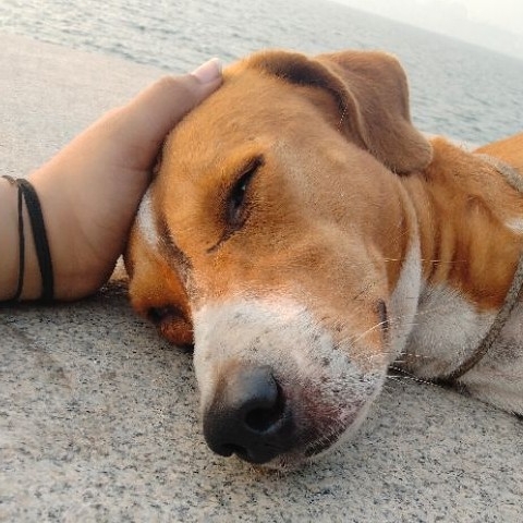 Topper